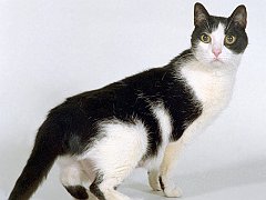 Did You Say Tuna_ Domestic Shorthair